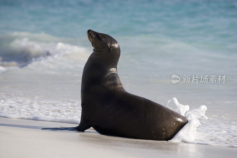 加拉帕戈斯海狮(Zalophus wollebacki)在加德纳海滩